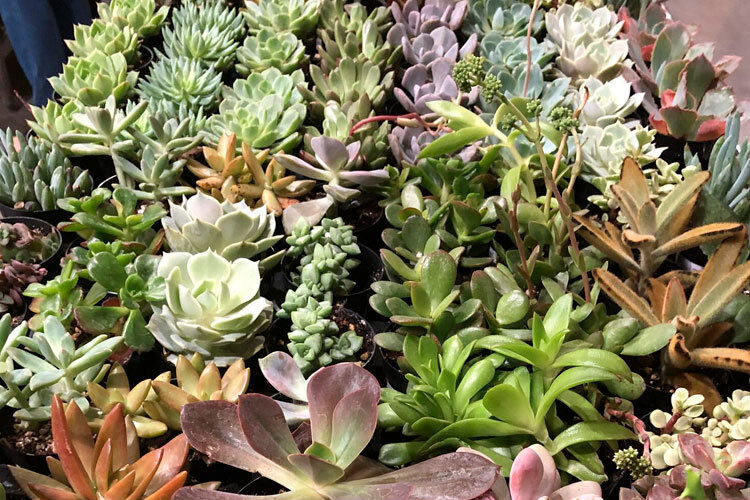 Wine & Design: Succulents for Dad