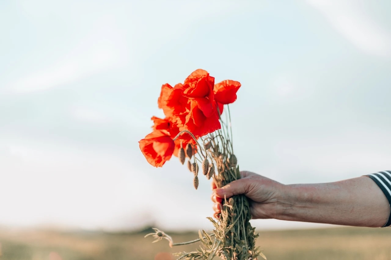 Vibrant Desert Blooms