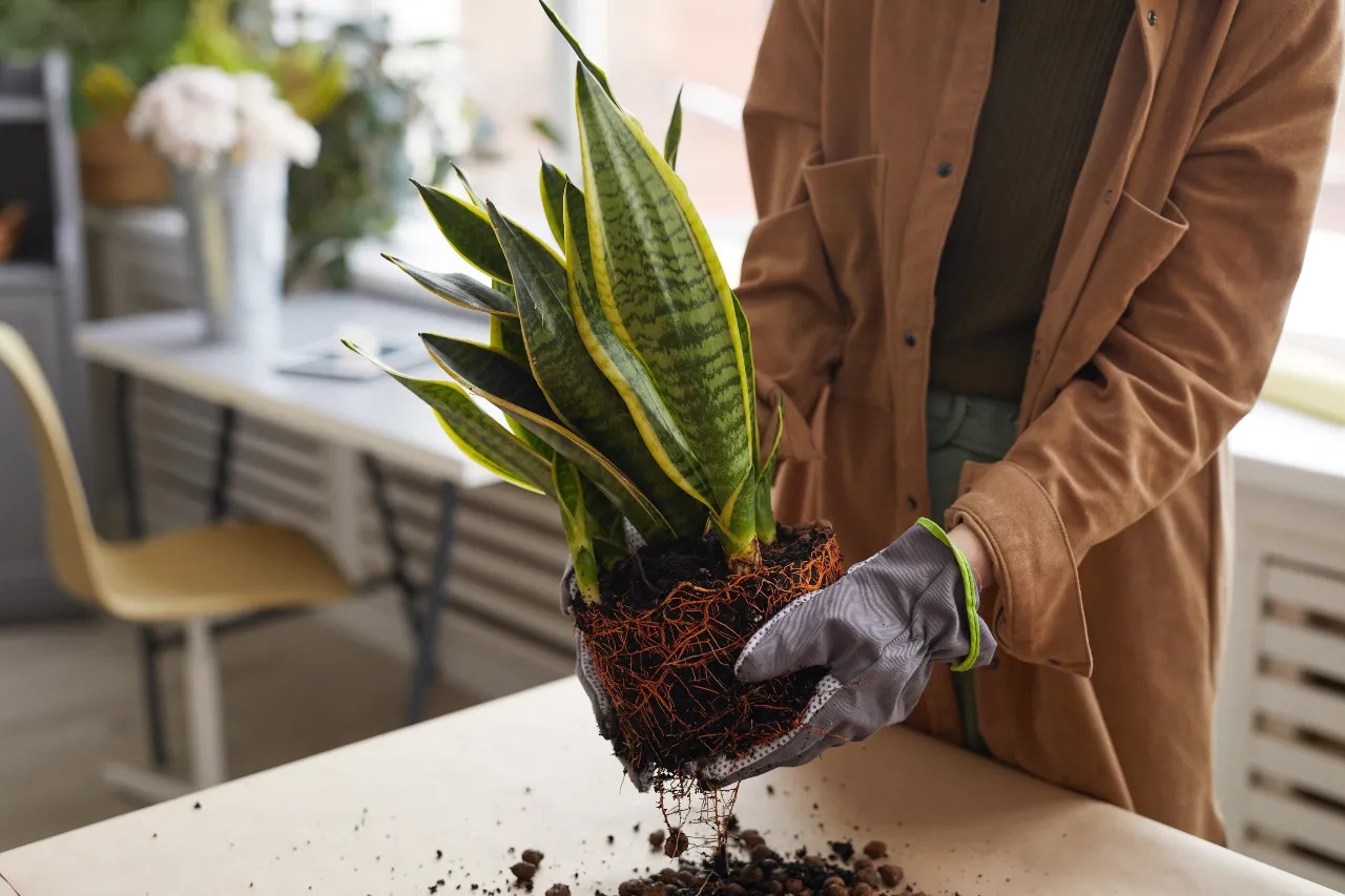 Snake Plant