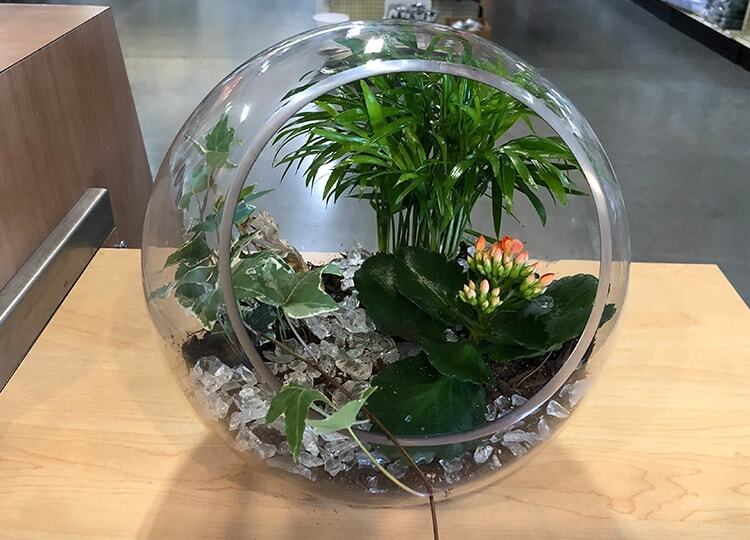 DIY Your Own Terrarium Open House