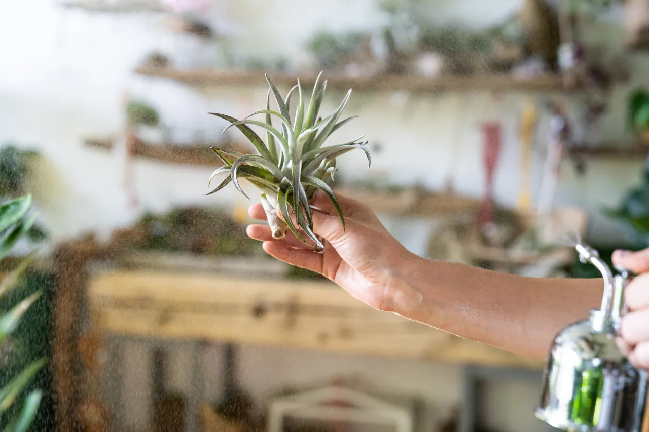 Tillandsia