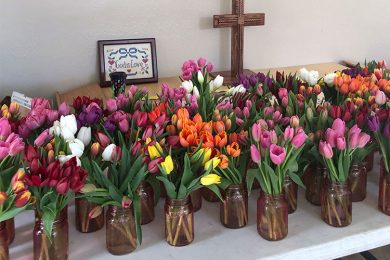 UMOM Tulip Sale/Donation Drive