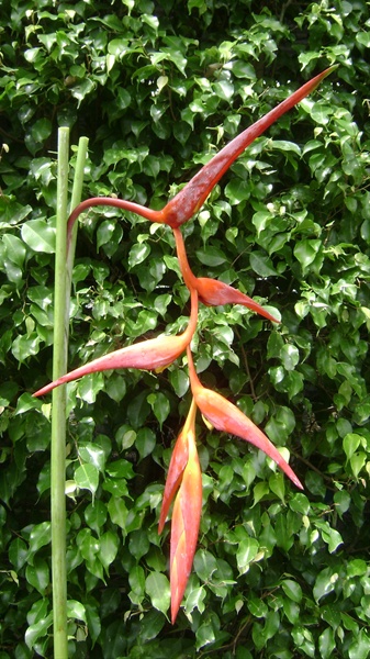 Heliconia Hanging
