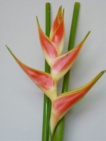 Heliconia Upright