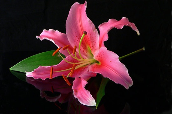Oriental Lily