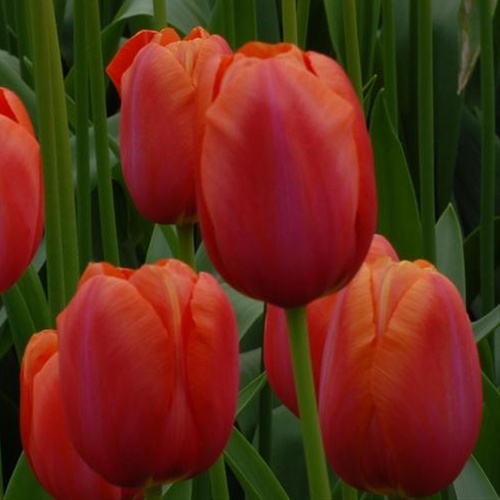 Tulip French