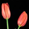 Tulip French